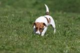 JACK RUSSEL 104